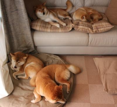 开云app-“腰旗式美式橄榄球：东部新区赛场引领新潮流运动风尚”