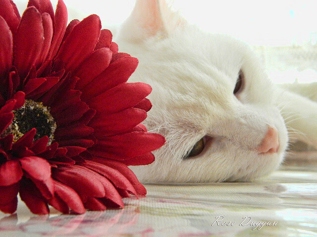 开云体育网站-世界杯中国青年队爆冷 球迷情绪复杂，世界杯中国队出现