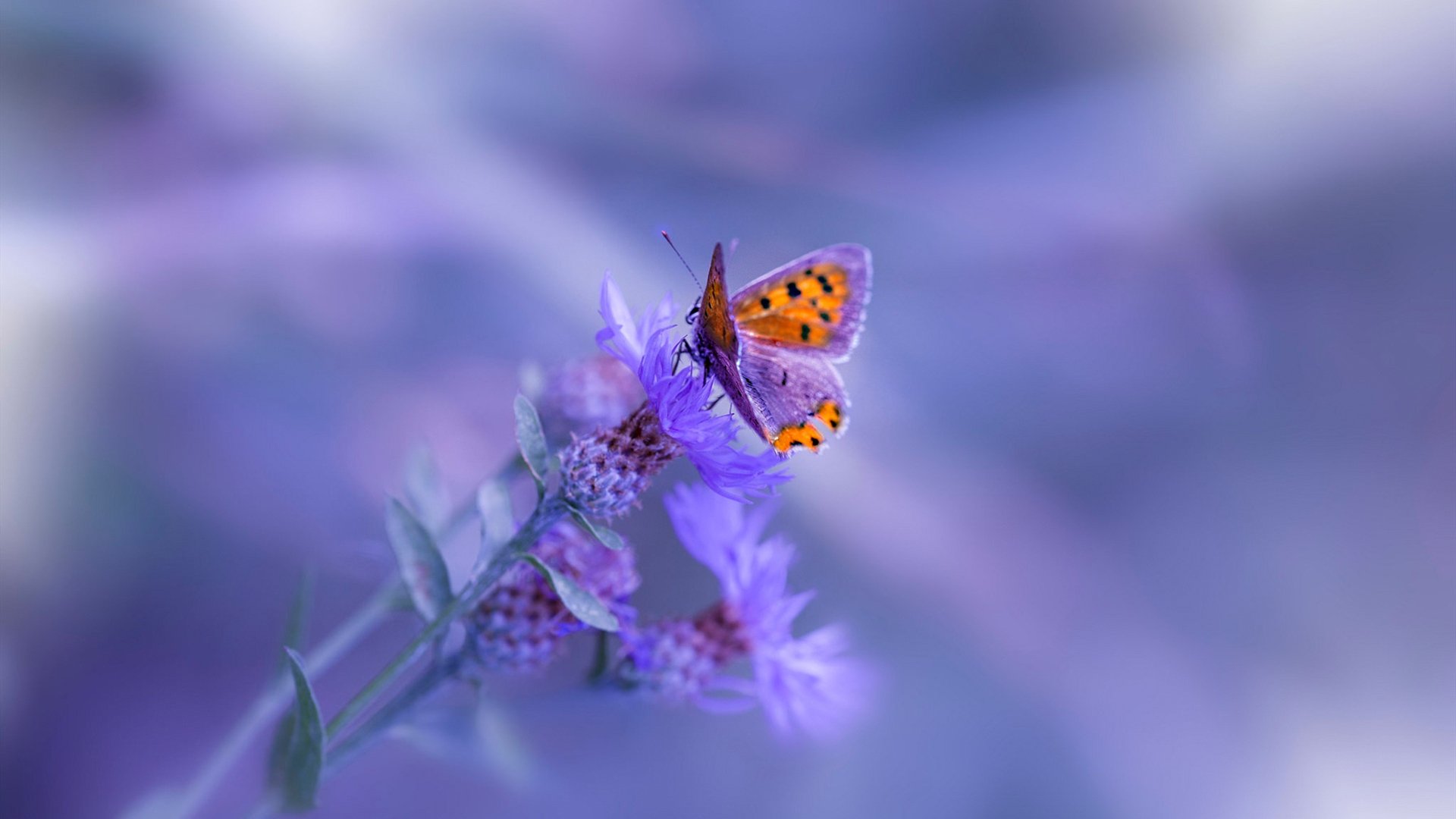 东亚杯中国足球迎战 球员拼搏赢得赞誉，东亚杯国足成绩