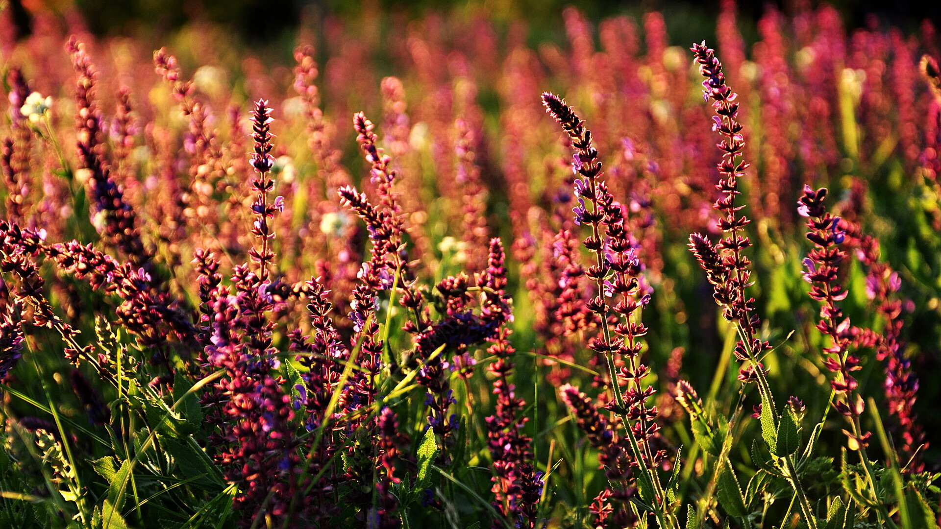 国家队缺乏灵活战术备选方案的问题是否突出