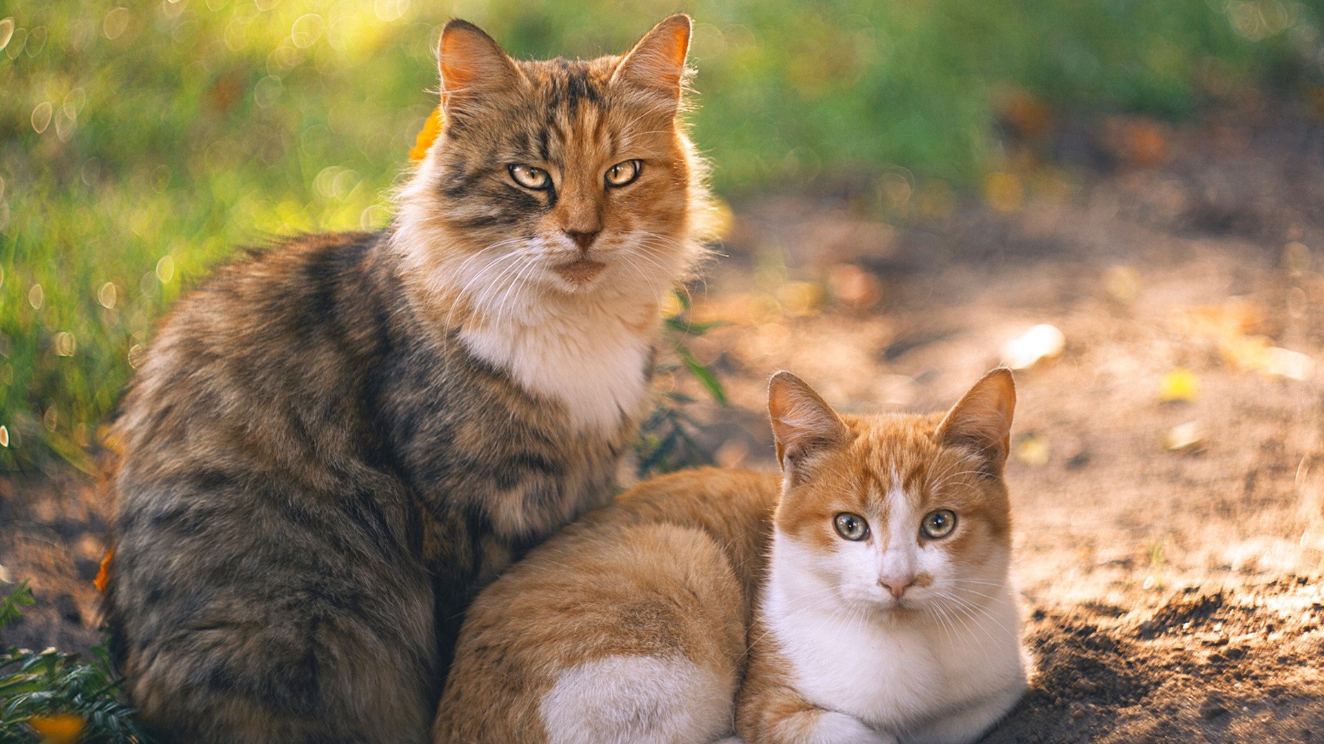 训练安全标准统一推动设施升级改造，完善训练设施建设
