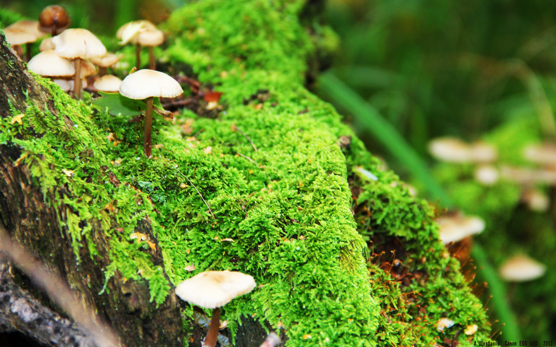 仰泳新秀中立代表队A表现超预期，仰泳s11