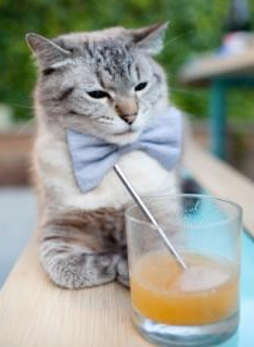 凯尔·查默斯100米自由泳技术细腻获赞,凯尔查尔莫斯游泳