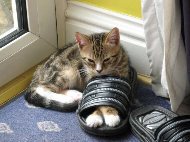 匈牙利队游泳技术培训体系日益完善，匈牙利游泳奥运名单