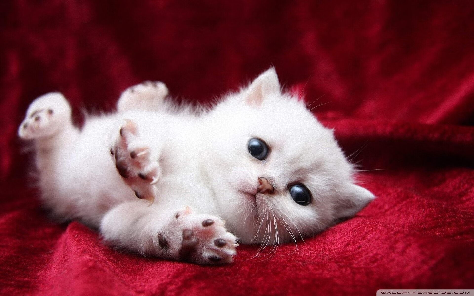 南非羚羊队:精密防守与冷静反击使其成为冠军热门,南非羚羊皮可以干嘛用