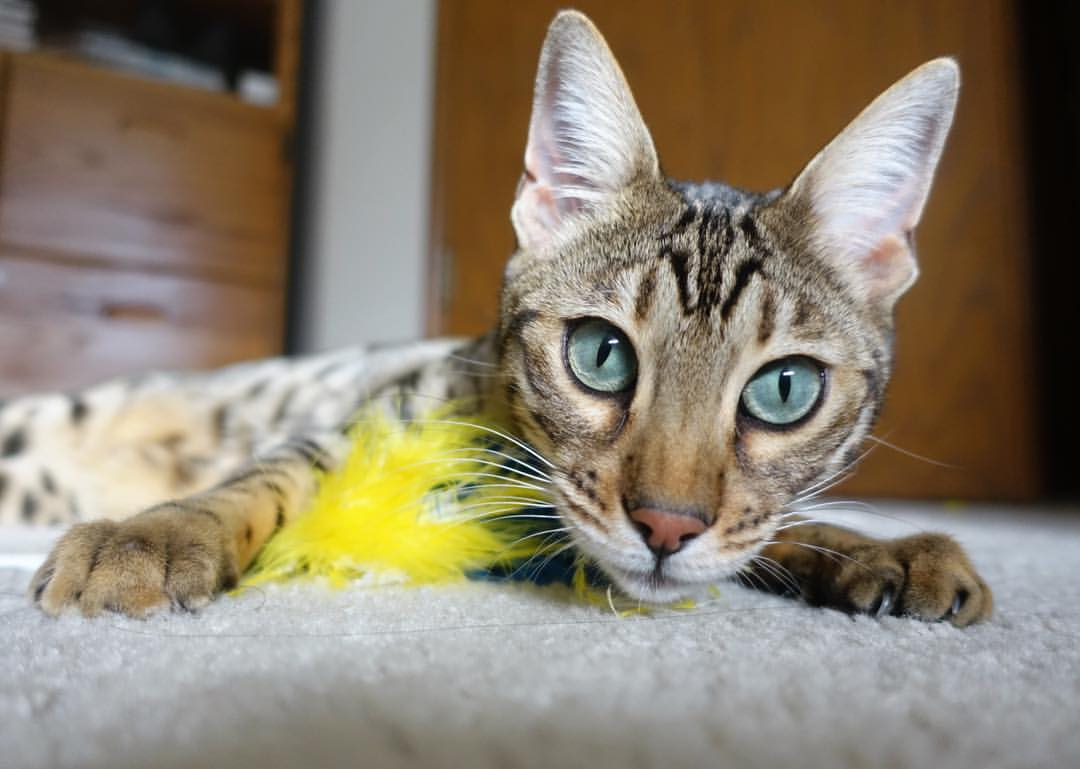 国家短道速滑队发布换帅声明及未来训练安排,国家短道速滑运动员