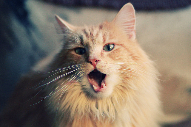 开云体育在线官网-奥康纳的全能表现，带领袋鼠队走向橄榄球冠军，奥康和袋鼠哪个牌子好