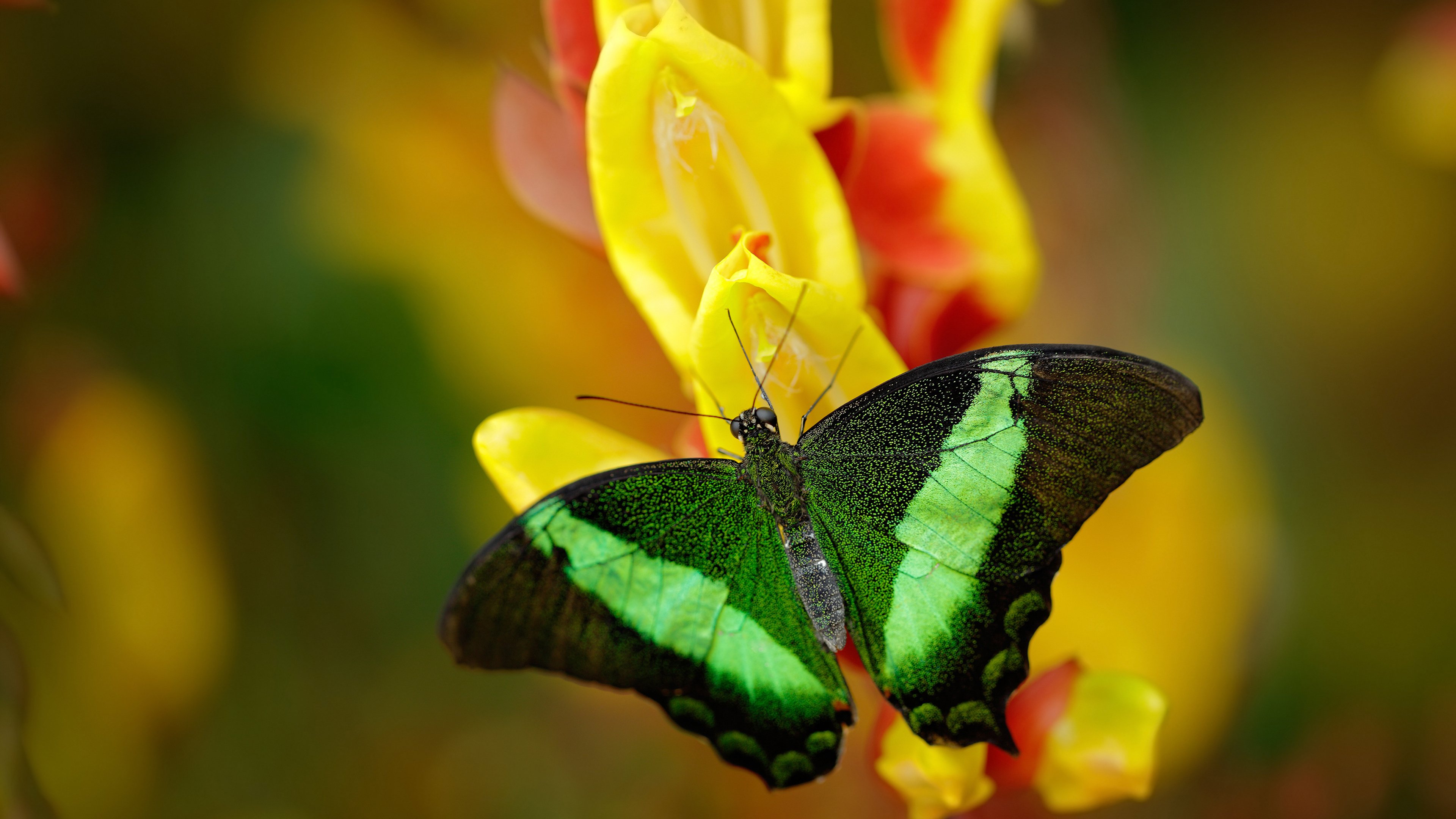 开云体育app入口-希腊女篮在欧洲锦标赛中勇夺金牌，传统强队再续辉煌，希腊男篮欧锦赛