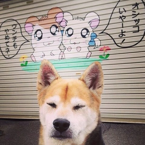 张雨霏与外教深度沟通提升表现,张雨霏霸气回应美国媒体