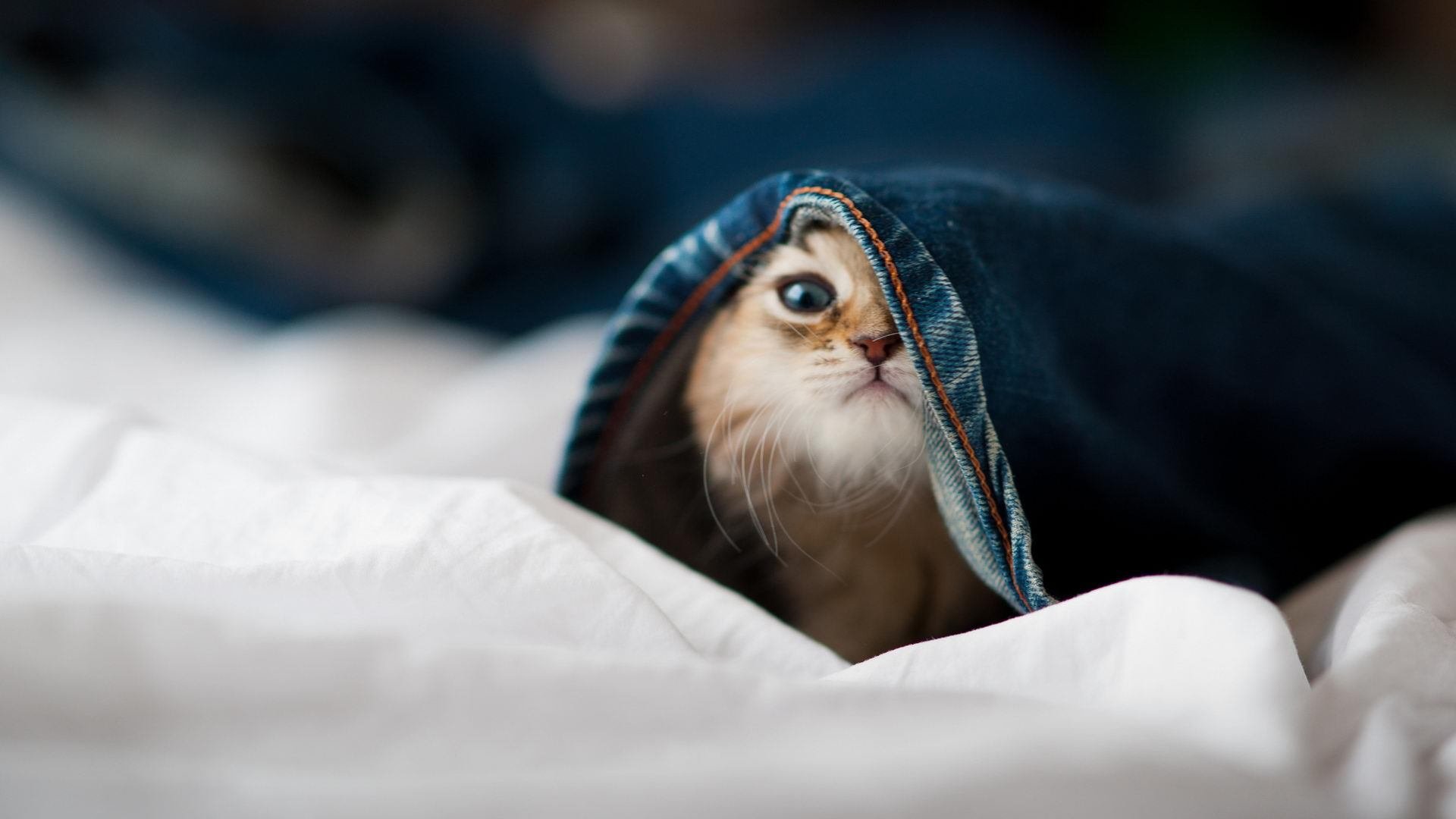 欧洲杯终极对决:战术布局中的精彩点睛,欧洲杯绝配