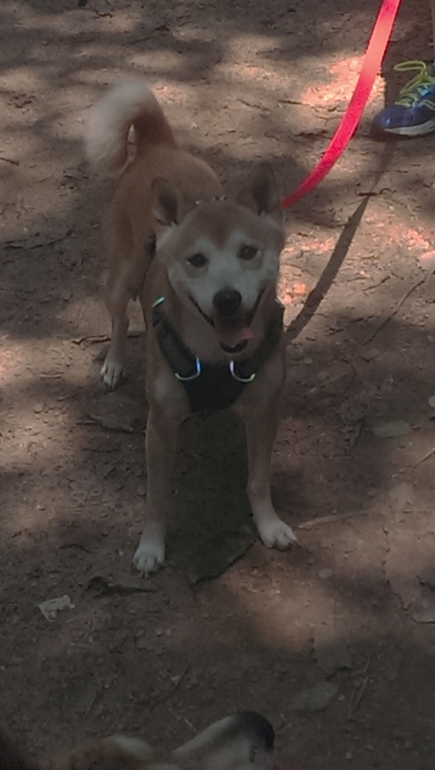 英超逼近巅峰:精彩演绎冠军之路,英超 冠军